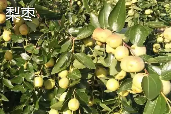 冬枣产地大搜罗:山西、河北、山东等地种植特点插图3 冬枣产地大搜罗:山西、河北、山东等地种植特点插图3