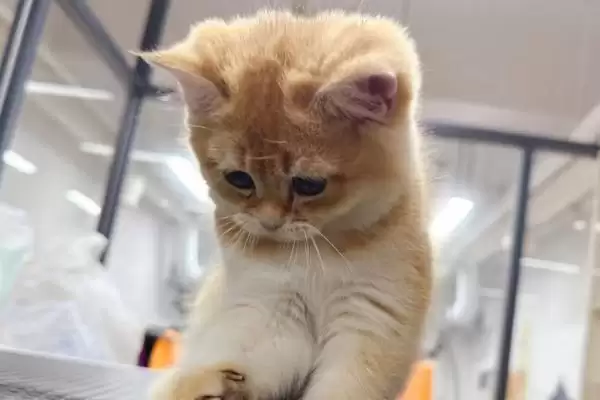 猫咪得奶癣的原因是什么 ,应激反应可能导致猫咪得奶癣插图4 猫咪得奶癣的原因是什么 ,应激反应可能导致猫咪得奶癣插图4