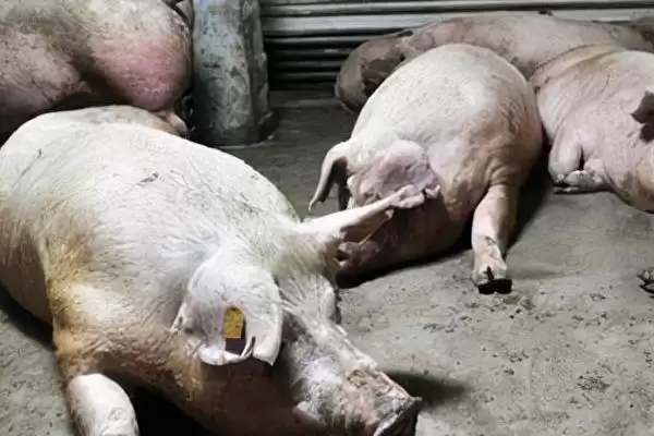辨别猪患上哪种疾病的方法和重点?养猪要做好哪些疾病诊断细节?插图4 辨别猪患上哪种疾病的方法和重点?养猪要做好哪些疾病诊断细节?插图4