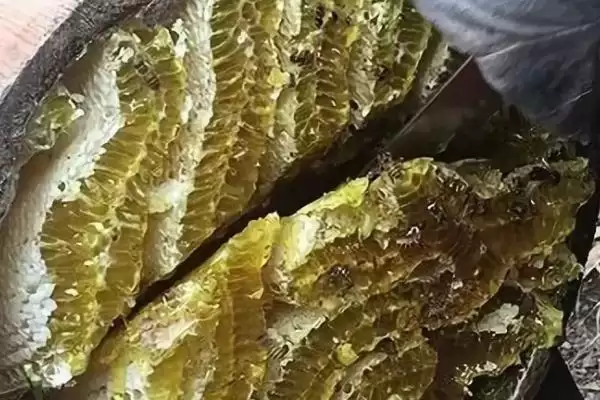 图片[3]-桶养中华蜜蜂有什么缺点，管理不便、产蜜量低、不利于保护蜂种-会东网