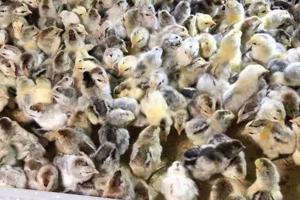 买鸡苗季节选择的方法和重点?养鸡要做好哪些季节考量?插图2 买鸡苗季节选择的方法和重点?养鸡要做好哪些季节考量?插图2