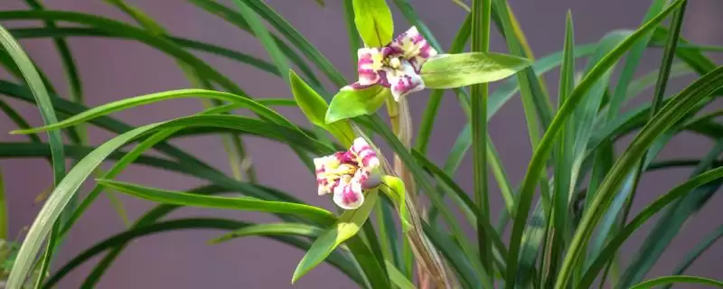 兰花的花语和象征意义 ,兰花有哪些花语及象征内涵?-会东网