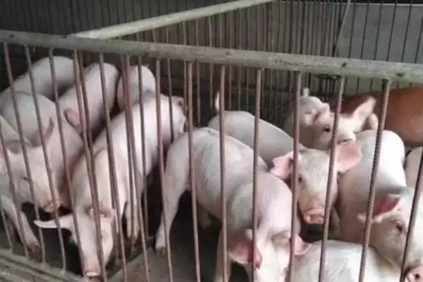 处理小猪咬架问题的方法和重点?养猪要做好哪些行为管理细节?插图2 处理小猪咬架问题的方法和重点?养猪要做好哪些行为管理细节?插图2