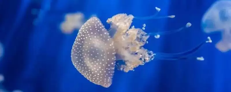 水母常见的品种?认识水母常见品种要了解哪些关键的物种分类和特性?-会东网