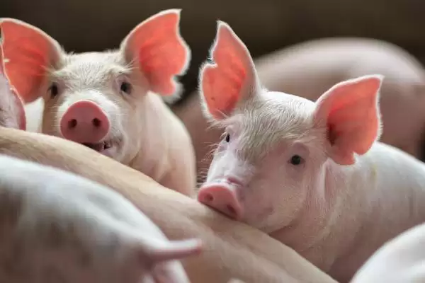 处理猪胀气问题的方法和重点？养猪要做好哪些肠胃健康管理细节？插图2