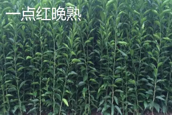 图片[9]-黑霸王李子苗的价格，一棵需要3-6元左右-会东网