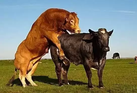 牛的交配方式大盘点:自然交配与分群交配等的奥秘插图1 牛的交配方式大盘点:自然交配与分群交配等的奥秘插图1