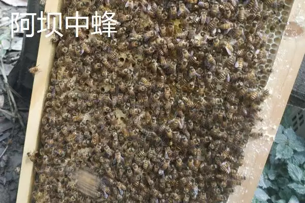 图片[9]-海南中蜂品种介绍，群势较小但具有较强的采集能力-会东网
