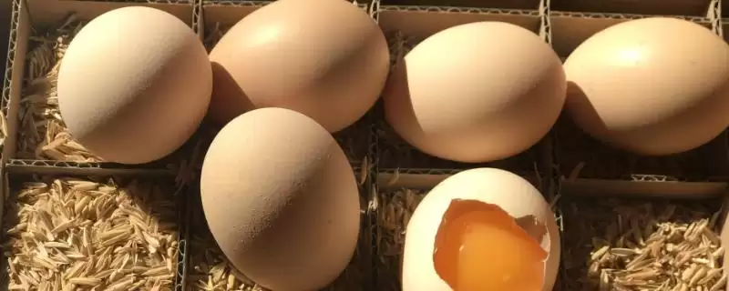 了解我国鸡蛋产地分布的方法和重点？养鸡要做好哪些产地关联？-会东网