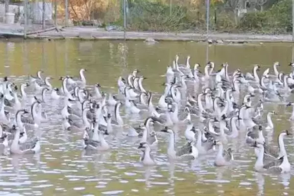 散养鹅饲养管理办法的方法和重点？散养鹅管理要做好哪些细节？插图2