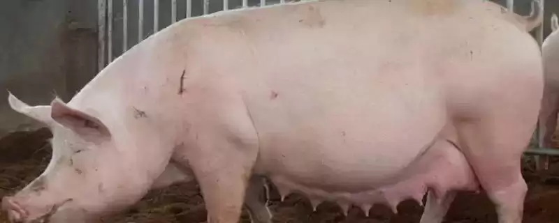 母猪下崽前会有什么症状表现呢,母猪下崽前两周乳房从前向后逐渐膨大-会东网