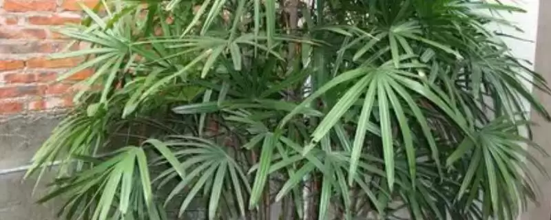 棕竹作用的种类和要点？了解棕竹作用需关注哪些关键信息？-会东网