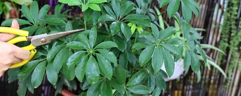 了解鸭掌木耐寒温度的方法和重点？了解鸭掌木耐寒温度要做好哪些细节？-会东网