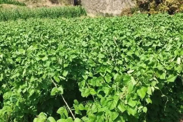 图片[4]-四季豆适合什么时候种植？确定四季豆种植时间要考虑哪些气候和生长周期因素？-会东网