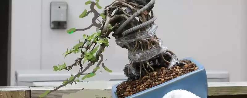 制做盆景的方法和重点？制做盆景要做好哪些细节？-会东网