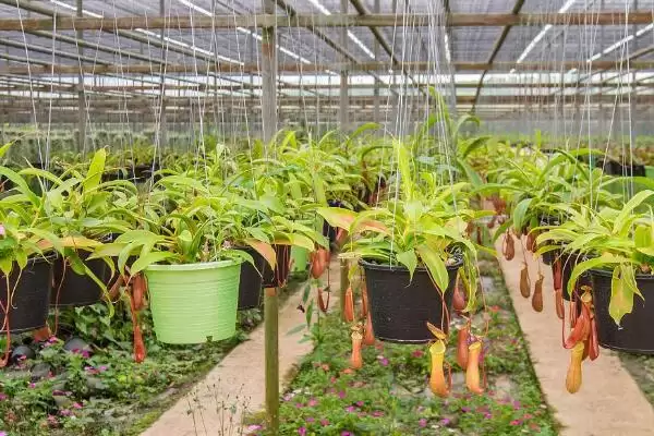 养殖猪笼草的方法和重点？养猪与周边植物种植有哪些关联细节？插图3