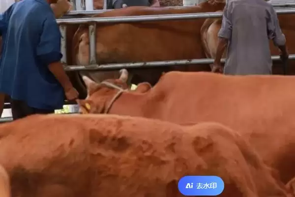 图片[4]-母牛下完犊多久能打口蹄疫苗呢,母牛下犊至少 3 周后才能打口蹄疫苗-会东网