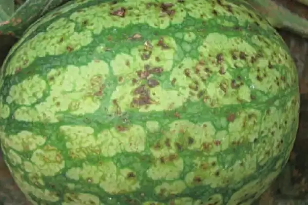 防治西瓜细菌性角斑病的方法和重点？种西瓜防角斑病要做好哪些细节？插图2