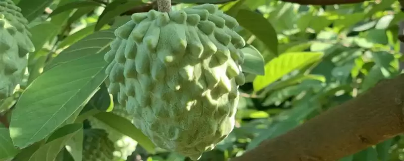 判断用种子种的释迦果能否结果的方法和重点？判断用种子种的释迦果能否结果要做好哪些细节？-会东网