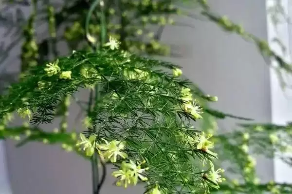 有哪些适合寝室养的植物，可以养绿萝、苹果竹芋等插图5