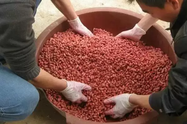 图片[4]-认识种衣剂作用的方法和重点？认识种衣剂作用要做好哪些细节？-会东网
