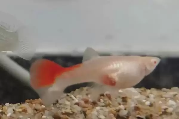 孔雀鱼受伤的原因 ,哪些情况会导致孔雀鱼受伤呢？插图3