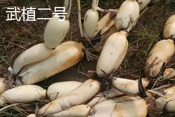 图片[3]-莲藕的优质品种 ,有哪些好吃的莲藕品种推荐呢？-会东网