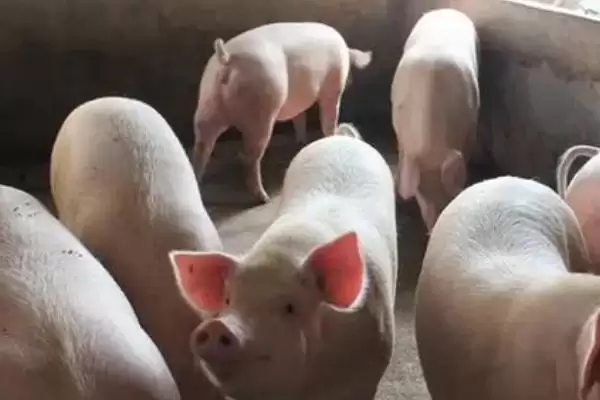 解决猪感冒不吃食问题的方法和重点？养猪要做好哪些疾病护理细节？插图3