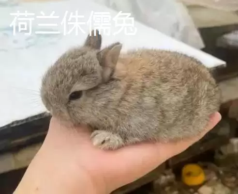 世界上最小的猪：成年姬猪仅20-30厘米的奇妙身姿插图7