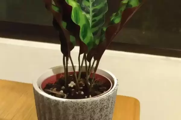 猫眼竹芋要怎么进行养殖呢 ,猫眼竹芋养殖温度保持 20-30℃插图4 猫眼竹芋要怎么进行养殖呢 ,猫眼竹芋养殖温度保持 20-30℃插图4