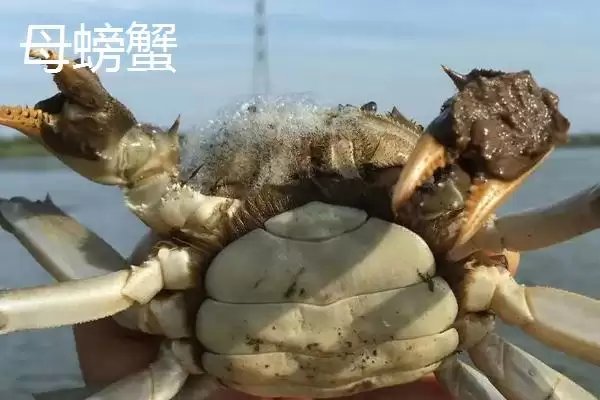 螃蟹断腿再生的奇迹:拥有断足再生能力的科学解释插图3 螃蟹断腿再生的奇迹:拥有断足再生能力的科学解释插图3