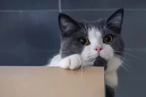 猫咪黑下巴该如何治疗 ,猫咪黑下巴可涂含氟氧沙星药物插图1 猫咪黑下巴该如何治疗 ,猫咪黑下巴可涂含氟氧沙星药物插图1