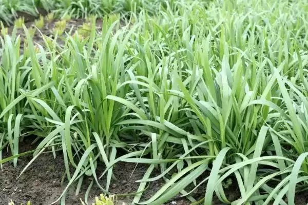 韭菜不分蘖的原因 ,韭菜不分蘖是因为种植密度过大吗？插图1