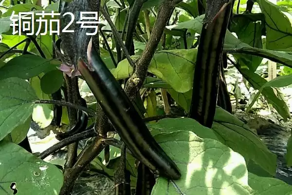 选择适合温室大棚种植茄子品种的方法和重点？选温室大棚茄子品种要做好哪些细节？插图2