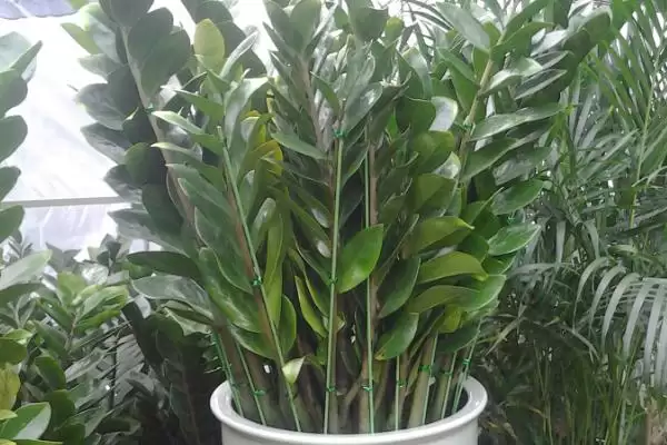 金钱树的繁殖方法 ,金钱树可采用哪些方法进行繁殖插图6 金钱树的繁殖方法 ,金钱树可采用哪些方法进行繁殖插图6