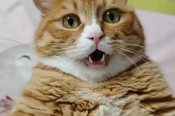 猫为什么会出现过敏现象 ,猫过敏主要有这三个方面原因插图2