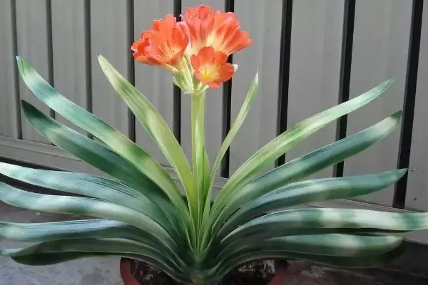 君子兰空根的预防方法 ,如何预防君子兰出现空根问题呢?插图3 君子兰空根的预防方法 ,如何预防君子兰出现空根问题呢?插图3