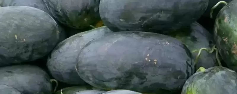 介绍西瓜常见品种的方法和重点?认识西瓜常见品种要做好哪些细节?-会东网