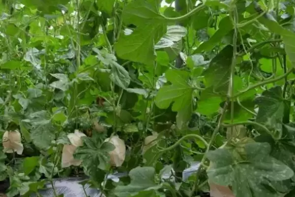 了解甜瓜炭疽病危害的方法和重点？认识甜瓜炭疽病要做好哪些细节？插图3