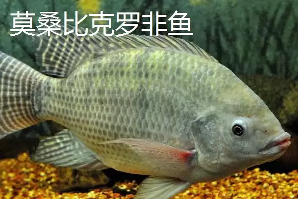 图片[2]-罗非鱼有哪些常见品种 ,罗非鱼的品种多如何培育而来-会东网