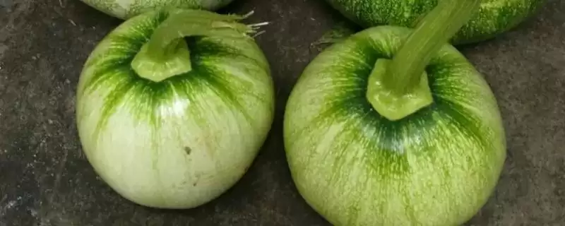 窝瓜冬天保存的方法和重点？保存窝瓜要做好哪些细节？-会东网