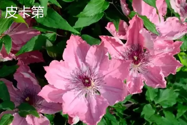 图片[10]-铁线莲的花语？了解铁线莲花语要探究哪些文化象征和寓意内涵要点？-会东网