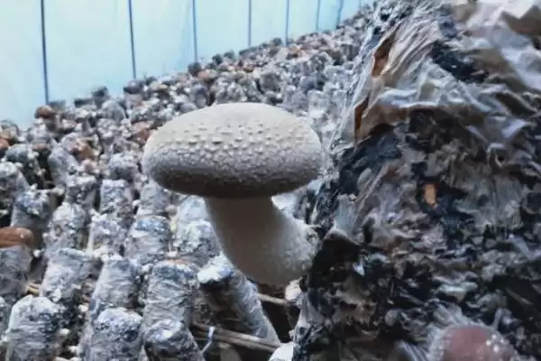 图片[4]-种植香菇注水后闷棚的时间和要点？种植香菇闷棚需注意什么？-会东网