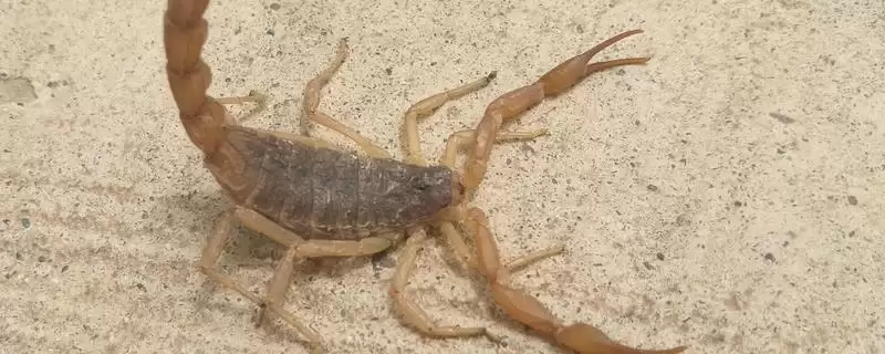 蝎子常见疾病及防治技术的要点和分析?防治蝎子疾病需注意哪些关键?-会东网