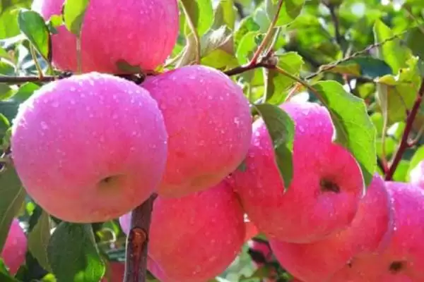 苹果为什么会着色不良以及如何防治,可能是品种差、缺少光照和营养等因素造成插图4 苹果为什么会着色不良以及如何防治,可能是品种差、缺少光照和营养等因素造成插图4