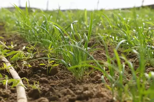 韭菜的种植方法 ,韭菜出苗后浇水频率是怎样的呢?插图2 韭菜的种植方法 ,韭菜出苗后浇水频率是怎样的呢?插图2