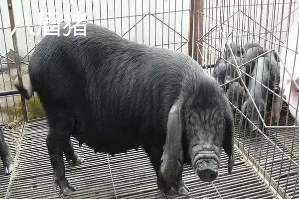 认识华北型猪品种的方法和重点？养猪要做好哪些地域品种了解细节？插图4