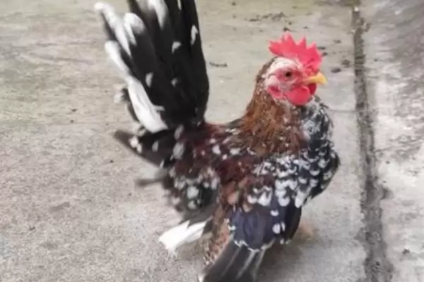 了解招财鸡价格的方法和重点?养鸡要做好哪些特色鸡价格关注?插图3 了解招财鸡价格的方法和重点?养鸡要做好哪些特色鸡价格关注?插图3