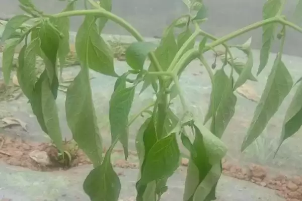 辣椒死棵的原因及防治 ,哪些病害会导致辣椒死棵现象?插图3 辣椒死棵的原因及防治 ,哪些病害会导致辣椒死棵现象?插图3