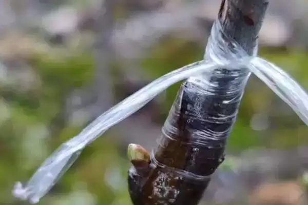 图片[5]-柿树的嫁接成活率怎么提高？提高柿树嫁接成活率要掌握哪些技巧？-会东网